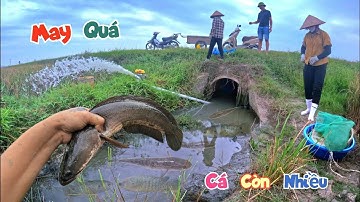 Không Ngờ Ai Đó Bỏ Lại Cho Mình Cái Cống Ngầm Vẫn Còn Nhiều Cá Đến Vậy / Quế Nghịch