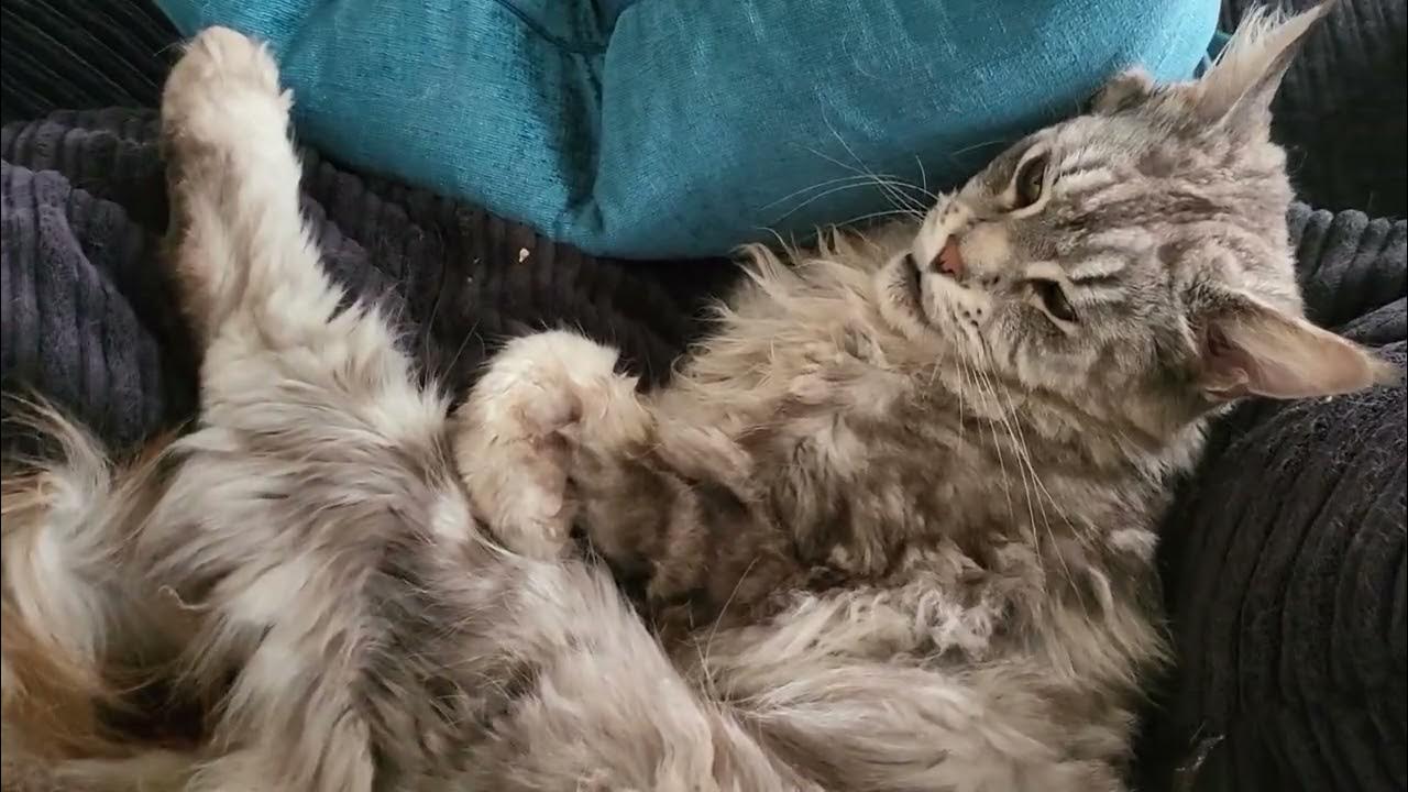 maine coon gone camera shy YouTube