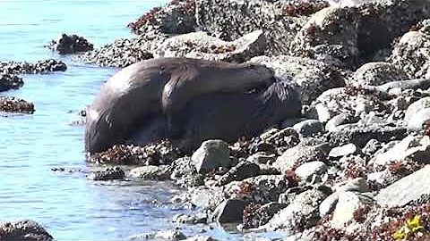 Otters Mating at Maplewood Flats