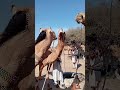 تعرف على الجمال الجميلة في سارة