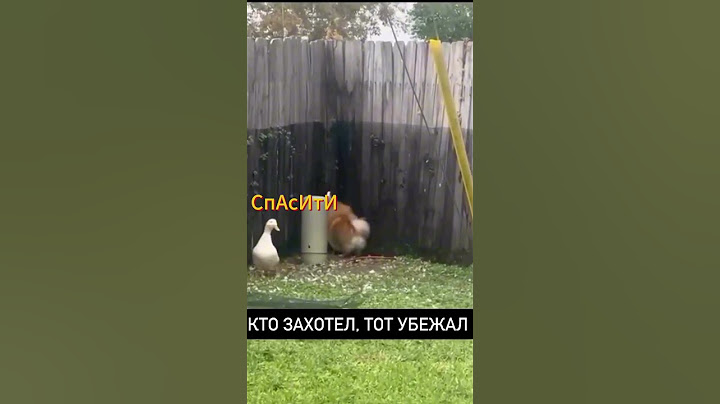 Комплимент от Шефа Как правильно жарить утку #shorts