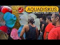 Aquadiskus  worlds best discus  unboxing discus fish  anil dsouza discus  discus fish  discus