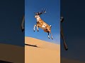 تحيا الجزائر فاشهدوا فاشهدوا 