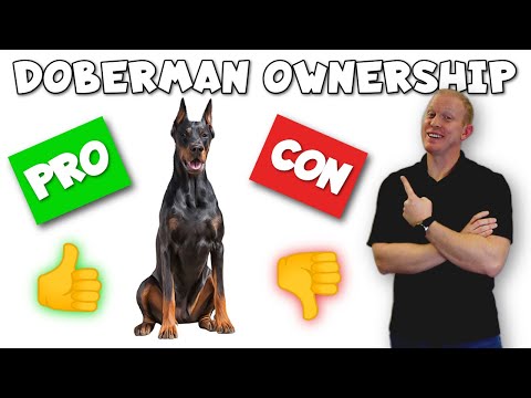 Videó: A dobermannok jó házi kedvencek?