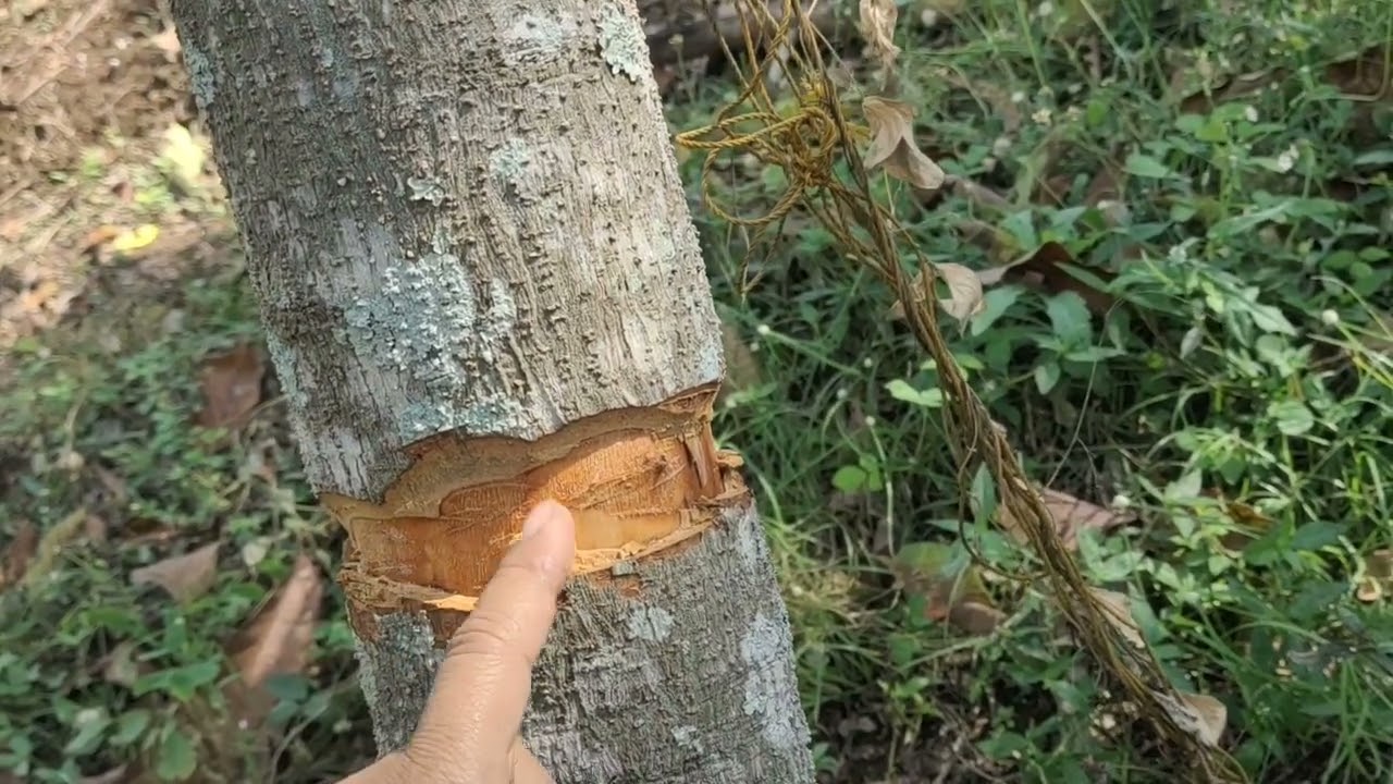 membuahkan alpukat dgn cara kerat kupas kulit batang @tiranova9169 @PetaniAlpukatLala