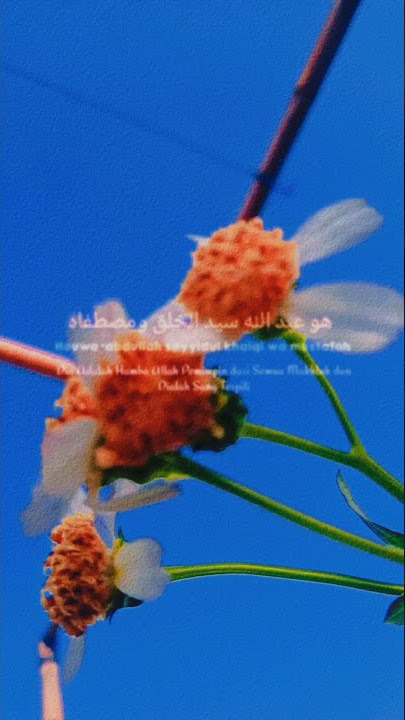 Sholawat Mawlaya (Slow Version)#viraltiktok