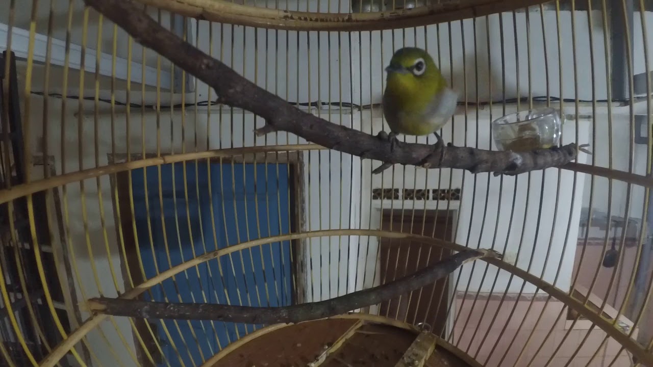Burung pleci gacor 