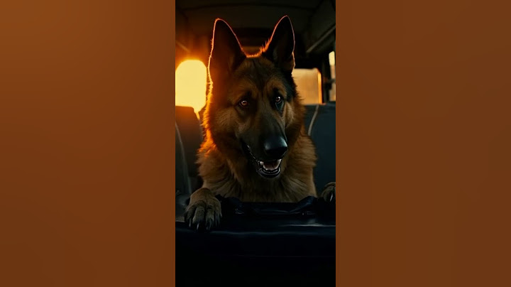 Dog Saved a Bus 🚌 Full of People — Real Life Hero! #kindness