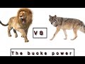 Trying new game  the wolf game  thebucks