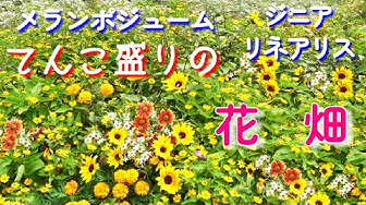 花畑 Youtube