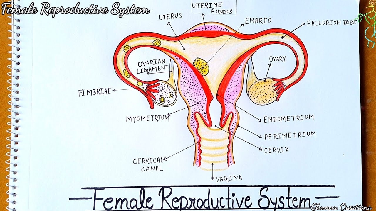 Diagram Internal Female Reproductive Organs Stock Vector (Royalty Free)  131909213 | Shutterstock