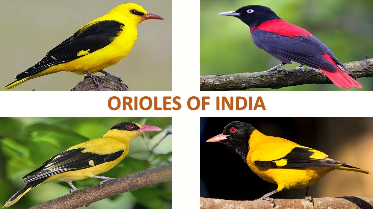 Orioles of India 🇮🇳 | Birds | Indian Birds