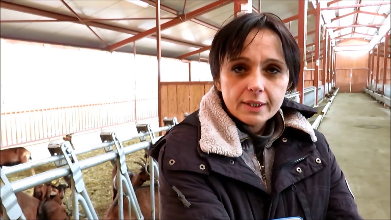 Najsavremenija farma koza u Srbiji