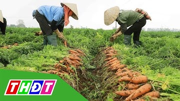 Hải Dương lần đầu tổ chức Lễ hội thu hoạch cà rốt | THDT