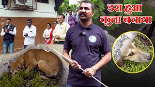 Animal Rescue: ये Dog स्कूल के टेरेस पर केसे आ गया😱| Sarpmitra Akash Jadhav