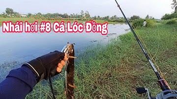 Câu Cá Lóc Lure Cá Lóc Bằng Nhái Hơi P8 .Câu Cá Lóc Đồng Quê Tôi Thạnh Phú Bến Tre.| Đại Ngáo Vlog
