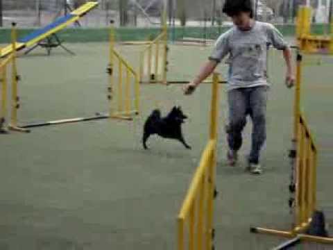 Schipperke in Agility! - YouTube