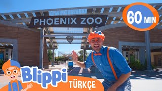 Blippi Bir Hayvanat Bahçesini Ziyaret Ediyor | Blippi Türkçe  Çocuklar için eğitici videolar