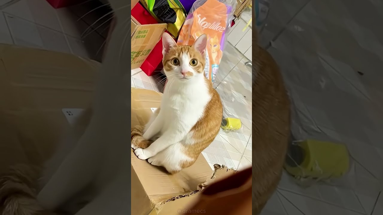 The Cat Who Just Wanted A Cuddle Cuddles