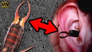 What Do Earwigs Do With Their Pincers Anyway?