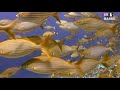 Successful Foreign Travel-(Real Fish Sign) Palmistry Mp3 Song