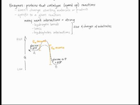 Can Enzymes Catalyze Reverse Reactions