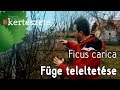 Füge teleltetése - Füge téli takarása - Ficus carica