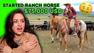 Horse Sale Ads Are Getting WORSE