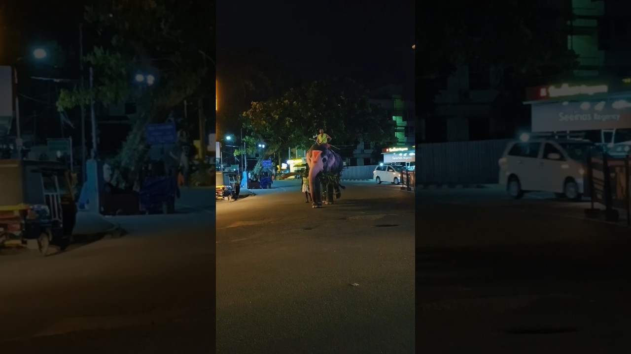 വെളിച്ചത്തേക്ക് വരുമ്പോൾ ആനയുടെ ഭംഗി കൂടിവരുന്നു 😱😱#shortsfeed #shorts#viral #ട്രെൻഡിംഗ് #subscribe