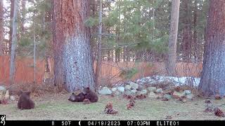 Browning Trail Cameras - Three Bear Cubs Playing