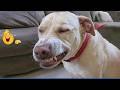Best Of 2026 Funny Dogs Funniest Dog Videos Ever Best Of 2026 Funny Dogs Funniest Dog Videos Ever