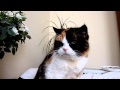 Pretty Sophie cat - calico