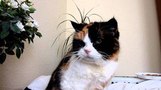 Pretty Sophie cat - calico