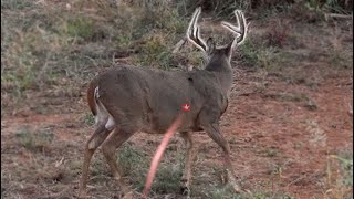 30 Bow Hunting Kill Shots (4K Slow Motion)