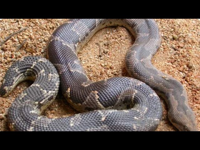 Boas: Hiss Of Superstition Kills Red Sand Boas