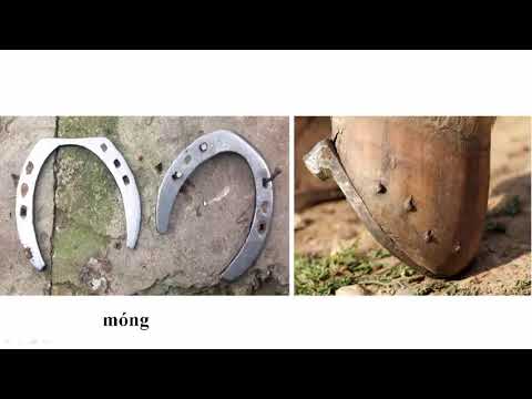 Tập đọc 3: Cuộc chạy đua trong rừng