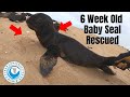 6 week old baby seal entangled and rescued