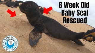 6 week old baby seal entangled and rescued