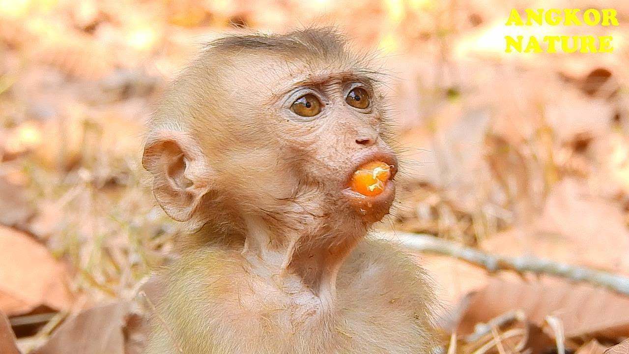 Happy to see abandoned monkey Axel get better | Angkor Nature