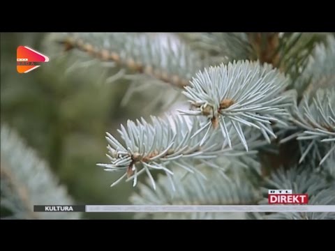 Video: Šuma Je Podigla Božićno Drvce