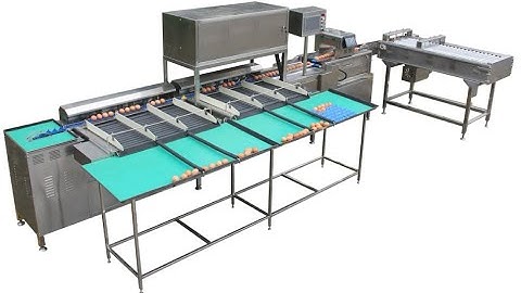Hightop 10000 eggs per hour egg grading machine