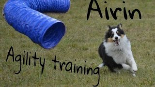 Sheltie Airin, 5-6 months | AGILITY TRAINING by Terka Šubrtová 2,188 views 8 years ago 2 minutes, 43 seconds