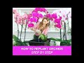 ORCHID CARE 🍃REPOTTING ORCHIDS /REPLANTING ORCHIDS 🌿 Shirley Bovshow