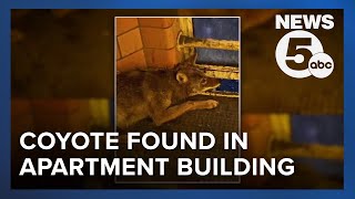Animal control euthanizes coyote found in apartment building