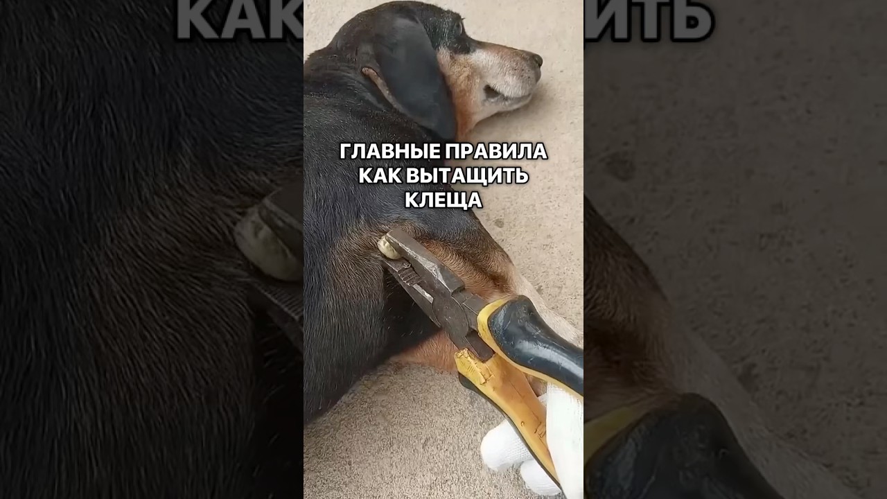 Главные правила как вытащить клеща