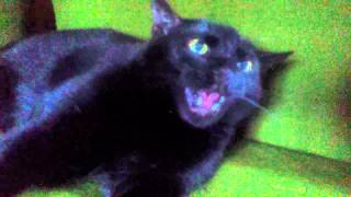 Leslie the Angry Black Cat