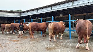 100 Sapi Qurban Raksasa - 1 Ton Up Sumber Ternak Farm Berjejer Rapi