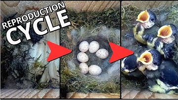 Great Tit’s Remarkable 48-Day Reproduction Cycle