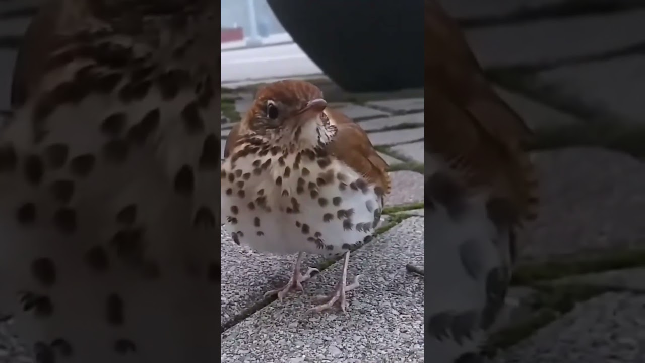 Animal aid bird health check up.