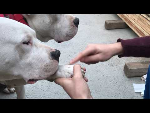 Video: Köpeklerde Delinme Yaraları